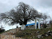 Rabbi Tarfon #4