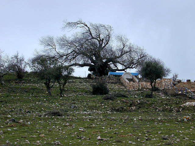 Rabbi Tarfon #5