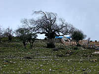 Rabbi Tarfon #5